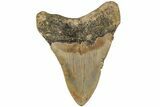 Serrated, 3.60" Fossil Megalodon Tooth - North Carolina - #202276-1